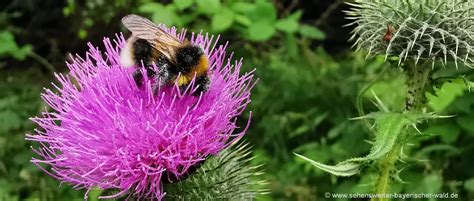  Die Blumen der Feldgegend: Eine Ode an die Vergänglichkeit und Schönheit der Natur